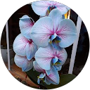 Farkaa M. profilképe